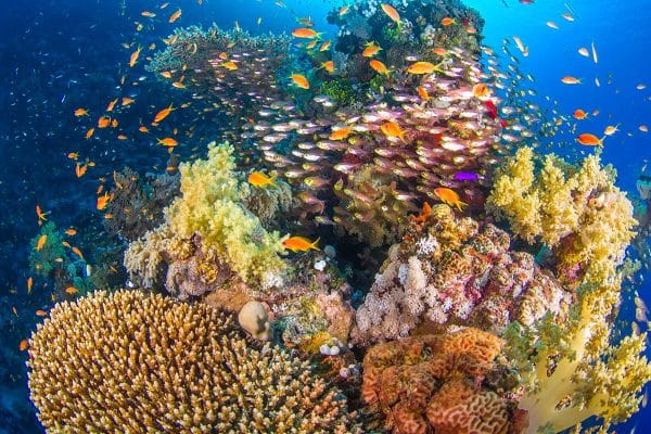 plongée hiver Egypte